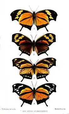 De cima para baixo, subespécies de Consul fabius: C. f. quadridentatus, C. f. castaneus, C. f. ochraceus e C. f. albinotatus, em ilustração de 1873; todas com colorações típicas de espécies aposemáticas sul-americanas.