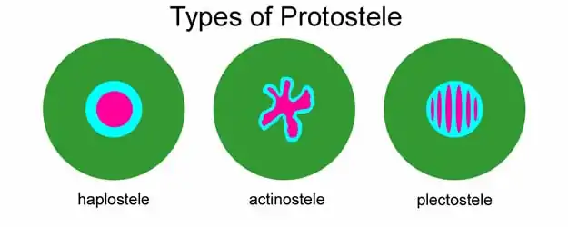 Representação esquemática dos três tipos básicos de protostela