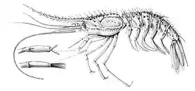 Psalidopus huxleyi