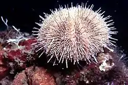 Psammechinus microtuberculatus.