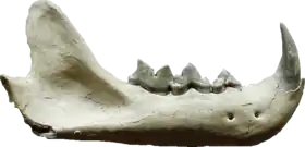 Mandíbula de Pseudaelurus sp. no Staatliches Museum für Naturkunde Stuttgart, Alemanha