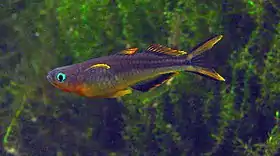 Pseudomugil furcatus.