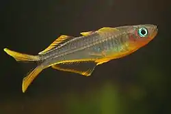 Pseudomugil furcatus (Jardim Zoológico de Wroclaw).