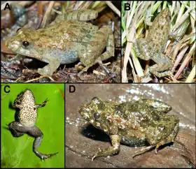 Indivíduos encontrados em Serra (A e B) e em Presidente Kennedy (C e D).
