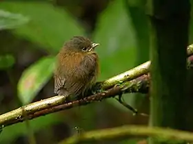 Pseudotriccus pelzelni