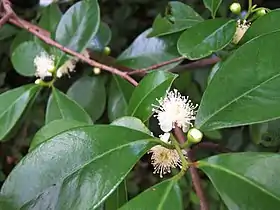 Flor de araçá na Ilha Reunião