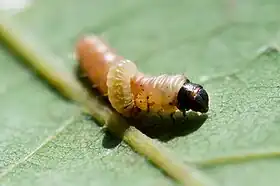 Larva de vespa parasitando uma lagarta