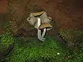Psilocybe zapotecorum