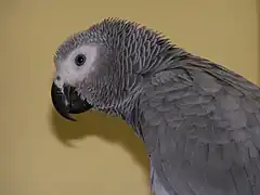 juvenil com íris cinza-escuro visível