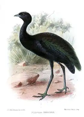 Prancha de John Gerrard Keulemans publicada em 1898 na revista Ibis com base em um exemplar enviado por Emílio Goeldi