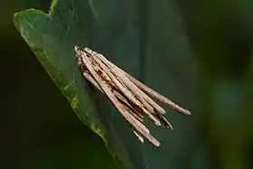 Larva de Psyche com envoltório protetor feito de pequenos gravetos