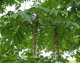 Pterocarya-rhoifolia