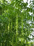 Pterocarya fraxinifolia.