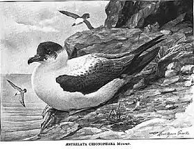 Espécime em desenho de 1914