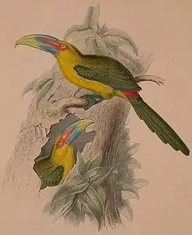 Ilustração do araçari-banana (Pteroglossus bailloni) feita por John Gould; retirada da obra Monographie der Ramphastiden oder Tukanartigen Voegel (século XIX).