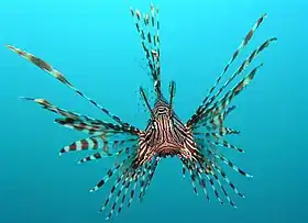 Pterois volitans.