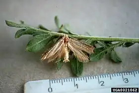 Pterolonche inspersa