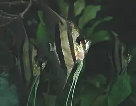 Acará-bandeira (Pterophyllum scalare)