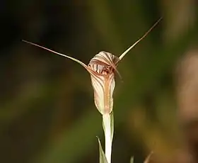 Pterostylis coccina