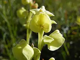 Pterygodium catholicum