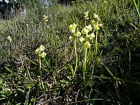 Pterygodium catholicum