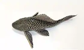 Pterygoplichthys sp.