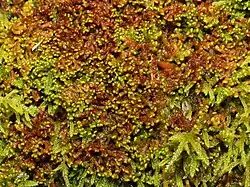 Ptilidium pulcherrimum.