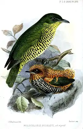 Laniisoma elegans buckleyi segundo ilustração de John Gerrard Keulemans para o Proceedings of the Zoological Society of London, 1880