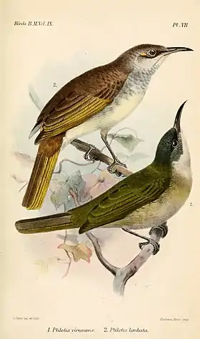 Lichmera lombokia (abaixo)Ilustração de Joseph Smit, 1884