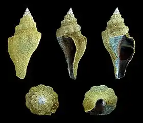 Cinco vistas de P. morio (Linnaeus, 1758), espécime de Nouadhibou, Mauritânia (África Ocidental), mostrando seu perióstraco.