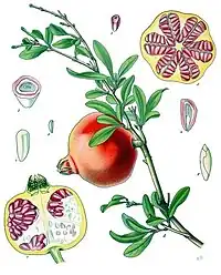 Punica granatum L. [fruit]