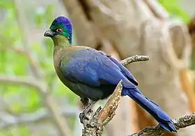 Turaco-de-crista-violeta, Gallirex porphyreolophus