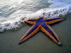 Astropecten articulatus (Astropectinidae)