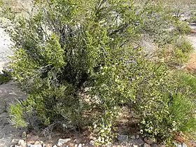 Purshia stansburiana