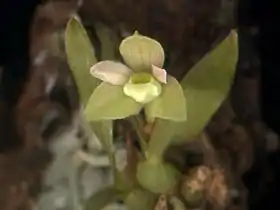 Pygmaeorchis brasiliensis