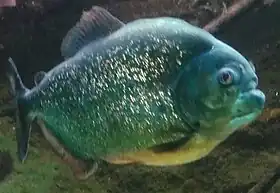 P. piraya no Zoológico de Francoforte do Meno, na Alemanha