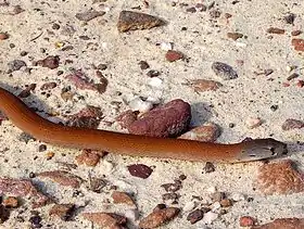 Lagarto de pés escamosos