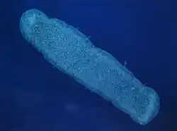 Colónia de Pyrosoma atlanticum.