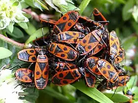 Pyrrhocoris apterus (Espanha)
