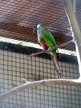 Espécime no Parque das Aves, em Foz do Iguaçu, Brasil