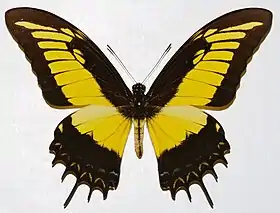 Fotografia do macho de H. androgeus, vista superior.