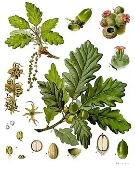 Quercus petraea