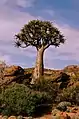 Aloidendron dichotomum, Aloé-aljava ou Kokerboom, Northern Cape