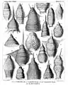 Variedade de Nassellaria (Haeckel 1887)