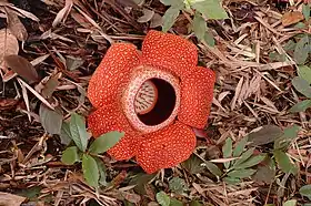 Rafflesia arnoldii.