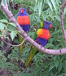 Trichoglossus haematodus