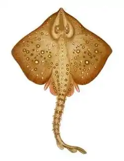 Raja clavata.
