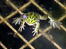Rana sp. em Salagon, em Alpes da Alta Provença, na França