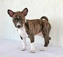 Basenji