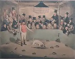 Cão Bull-and-terrier de nome Billy